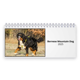 Bernese Mountain Dog 2025 Desk Calendar
