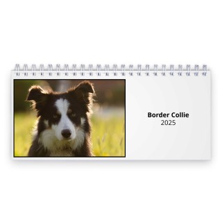 Border Collie 2025 Desk Calendar