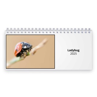 Ladybug 2025 Desk Calendar