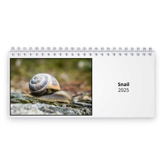 Snail 2025 Desk Calendar