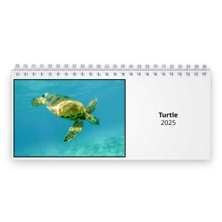Turtle 2025 Desk Calendar
