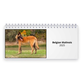 Belgian Malinois 2025 Desk Calendar