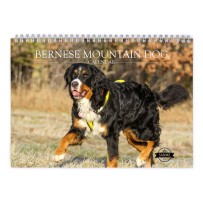 Bernese Mountain Dog 2025 Wall Calendar