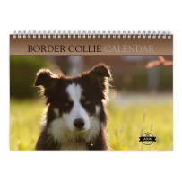 Border Collie 2025 Wall Calendar