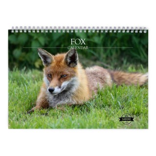 Fox 2025 Wall Calendar
