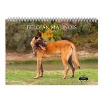 Belgian Malinois 2025 Wall Calendar