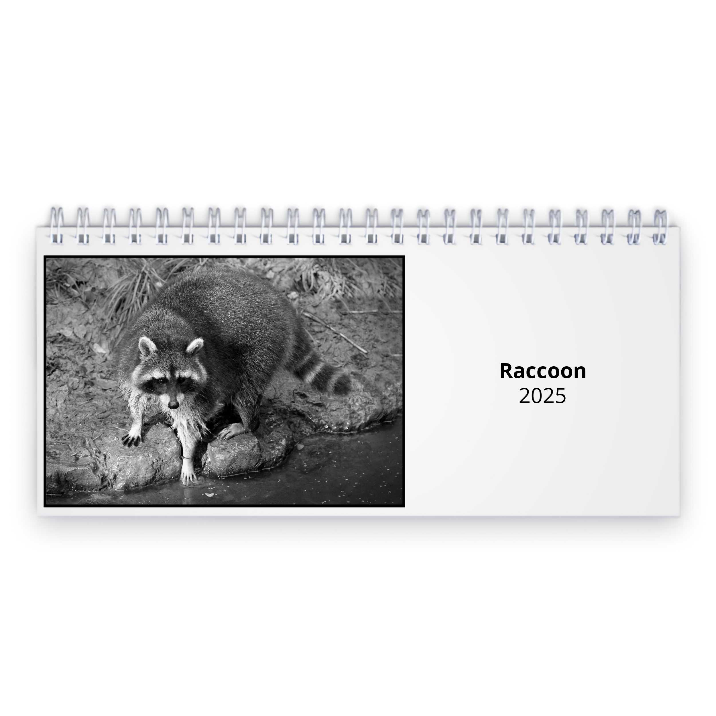 Raccoon 2025 Desk Calendar