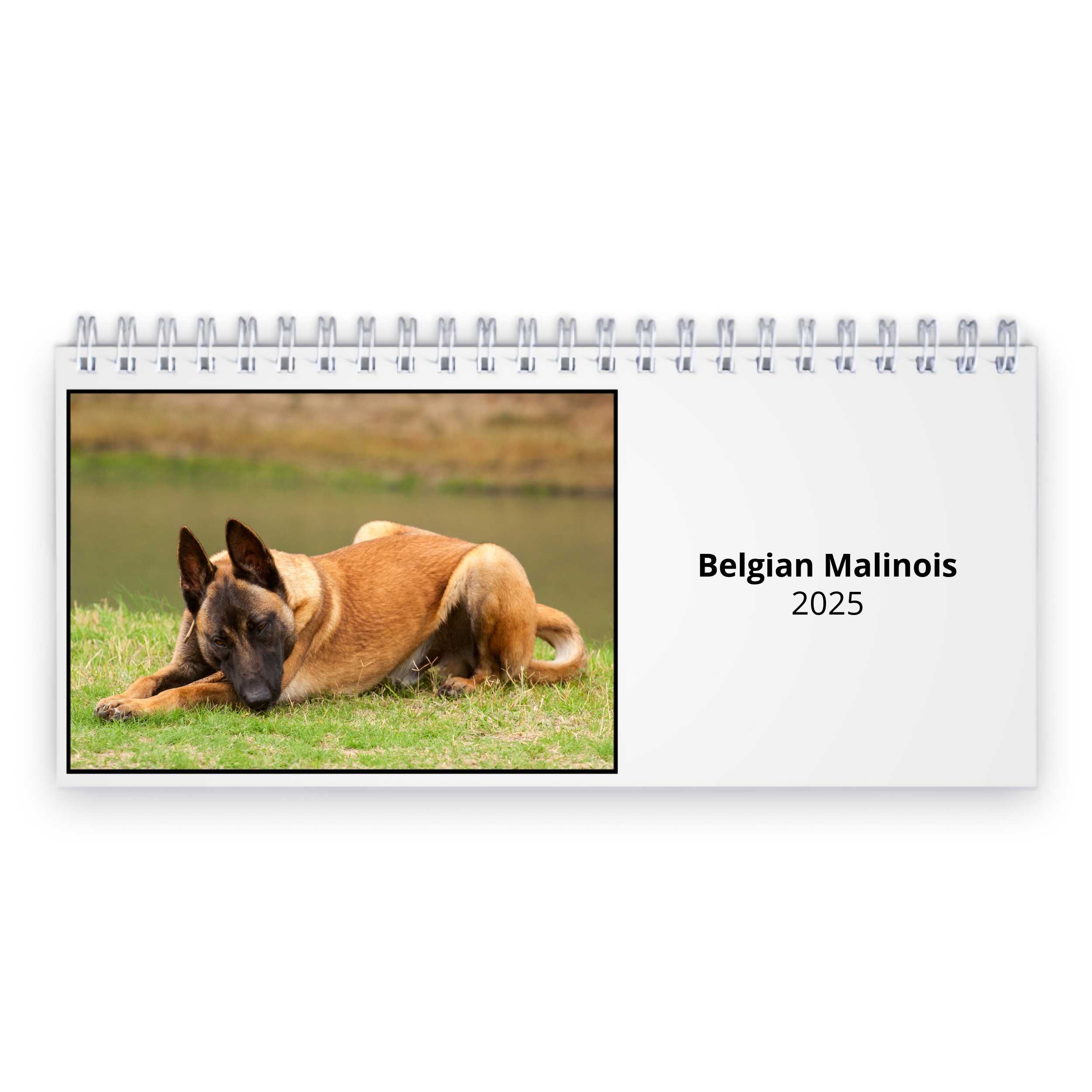 Belgian Malinois 2024 Desk Calendar