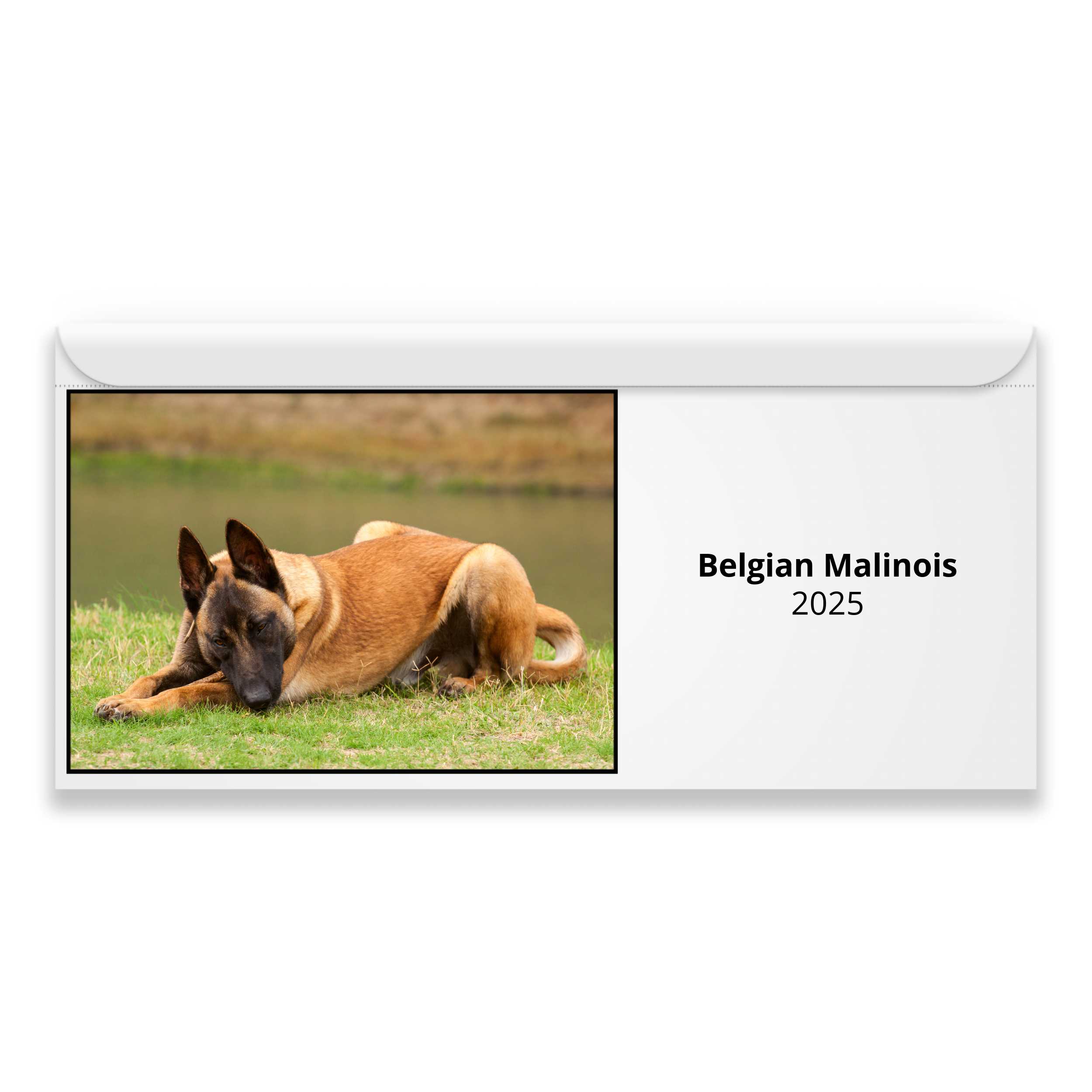 Belgian Malinois 2024 Calendar