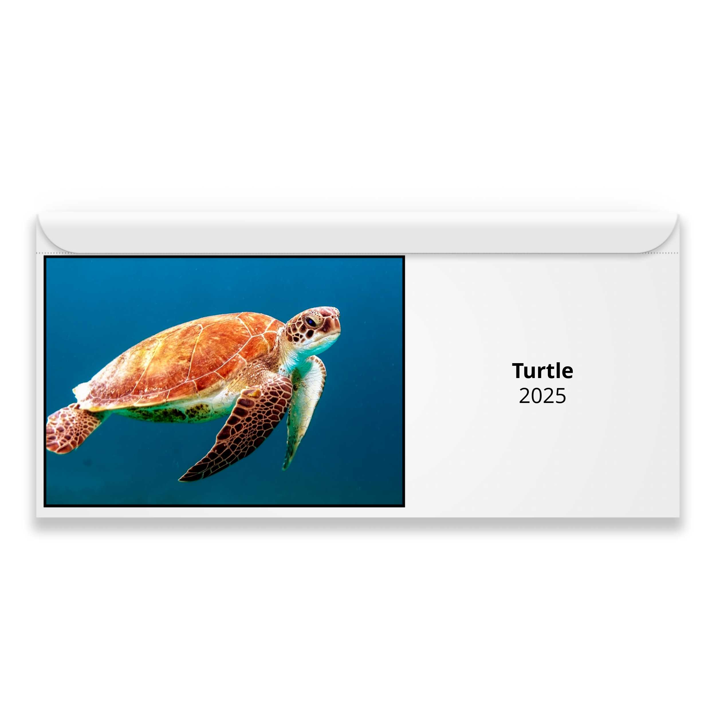 Turtle 2025 Calendar