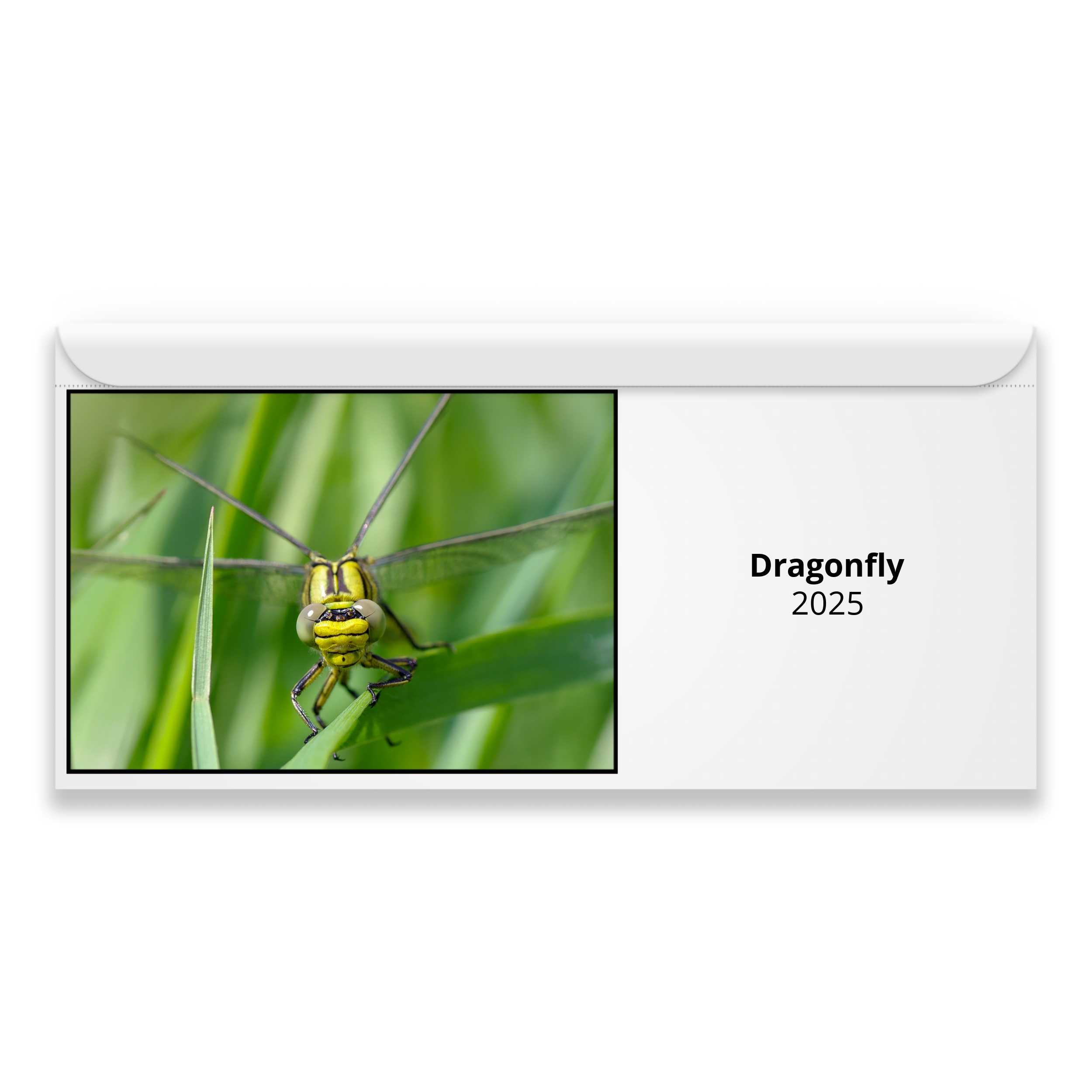 Dragonfly 2025 Magnetic Calendar   M24076 Cover 