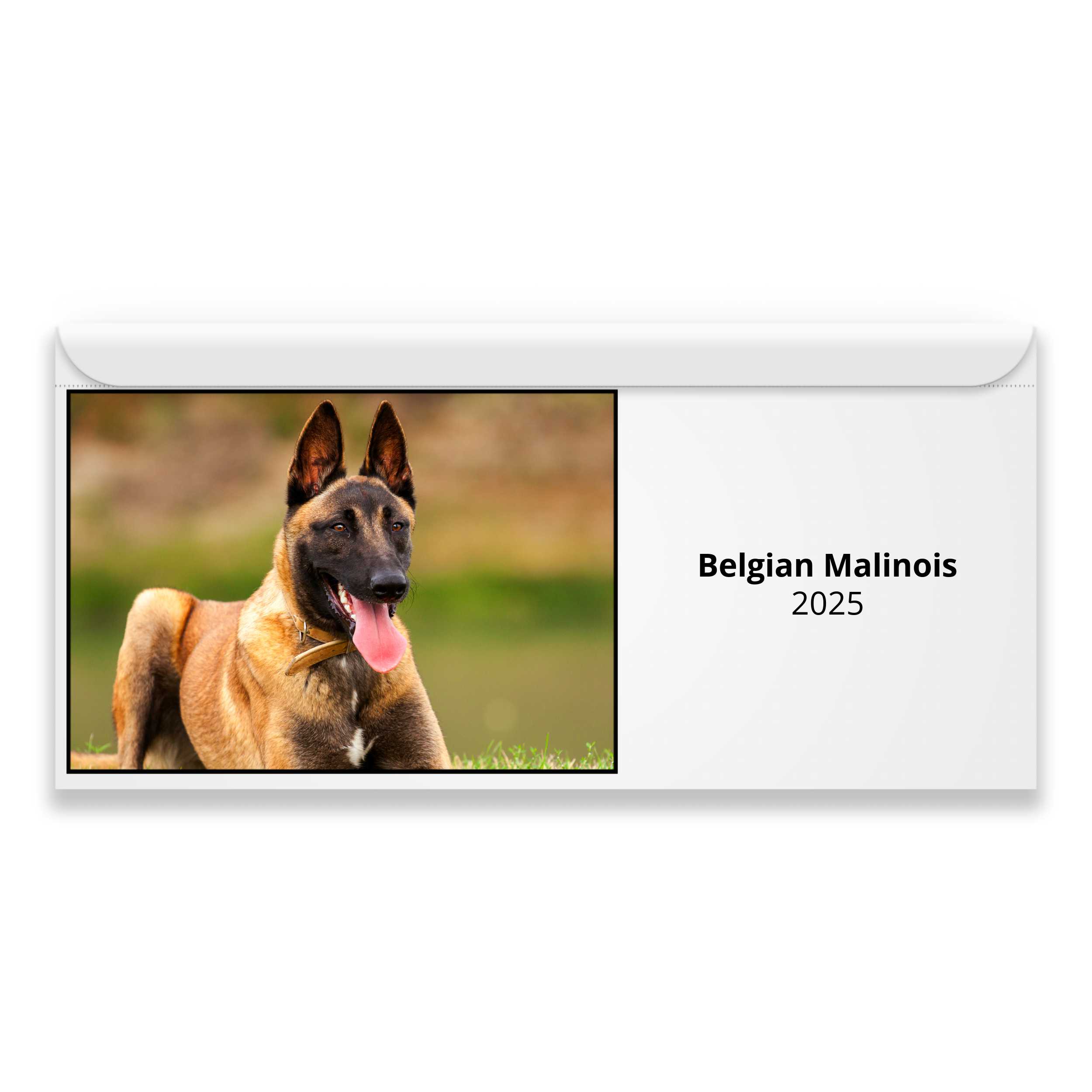 Belgian Malinois 2025 Calendar